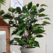 Fikus, grön höjd 40 cm - Konstväxt