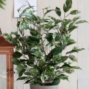 Fikus brokig, höjd 40 cm - Konstväxt