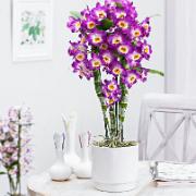 Orkidé ‘Comet King Akatsuki’