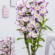Orkidé ‘Irene Smile'