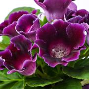 Gloxinia ‘Purple'