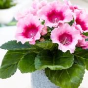 Gloxinia ‘Pink’