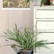 Dracaena grön, höjd 34 cm - Konstväxt