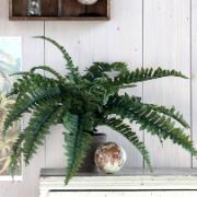 Ormbunksbräken - Konstväxt