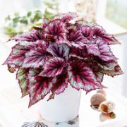 Beleaf® rexbegonia 'Evening Glow'®
