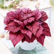 Beleaf® Begonia 'Inca Flame'