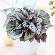 Beleaf® rexbegonia 'Nordic Glacier'®
