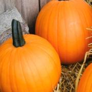 Pumpor 'Neon Moon' F:1 hybrid