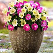 Fuseables® Petunia ’Flirtini' mix