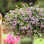 Tjockblad 'Blutopia'®