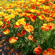 Sömntuta 'Semi-Double'