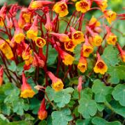 Knölkrasse 'Ken Aslet'