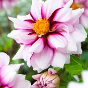 Dahlia ‘Edge of Joy'