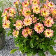 Dahlia ‘Pacific Ocean'