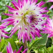 Dahlia 'Hayley Jane'