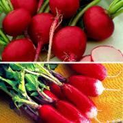 Rädisor 'Riesenbutter' och '18 Dagen' paketerbjudande