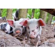 Trädgårdsmålning - Små grisar