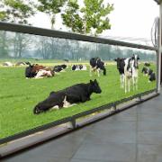 Balkongpresenning - Kor på ängen