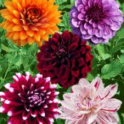 Dekorativ dahlia mix
