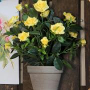 Gul rosenbuske i kruka Stan - Konstväxt