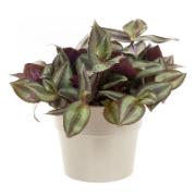 Zebrablad 'Violet Hill'