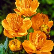 Kinesiska smörbollar 'Golden Queen'