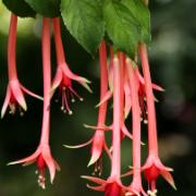 Fuchsia 'Pour le Menneke'
