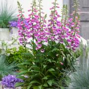 Fingerborgsblomma - lila