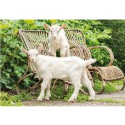 Trädgårdsmålning - Getter