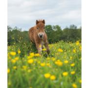 Trädgårdsmålning - Föl i gräset