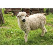 Trädgårdsmålning - Lamm på äng