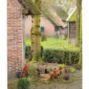 Trädgårdsmålning - Hönor på gården