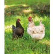 Trädgårdsmålning - Hönor i gräset