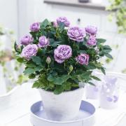 Krukros Parade® 'Lamy'