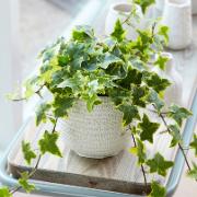 Gulbrokig murgröna 'Golden Kolibri'