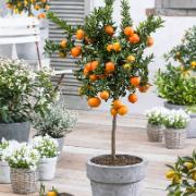 Rikligt blommande mandarinträd med äkta mandariner