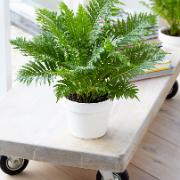 Palmbräken 'Silver Lady'