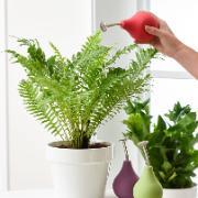 Sprayflaska för växter