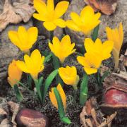 Gul Krokuslilja  