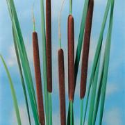 Smalkaveldun Smalkaveldun