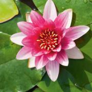 Näckros 'Attraction'