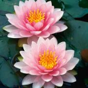 Näckros 'Hollandia'