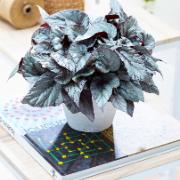 Beleaf® rexbegonia