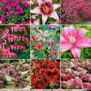 Färdig rabatt i ljuvligt rosa