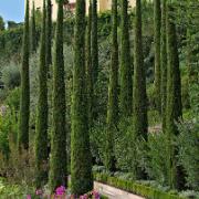 Italiensk cypress
