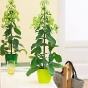 Kalanchoe ‘Magic Bells’