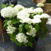 Vidjehortensia 'Strong Annabelle'
