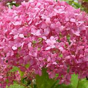 Vidjehortensia 'Pink Annabelle'