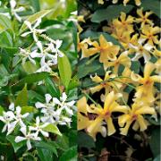 Stjärnjasmin i 2 sorter