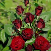 Storblommig snittros 'Barkarole'